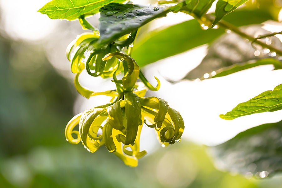 Ylang Ylang Yağı Nedir? Faydaları Nelerdir?-1