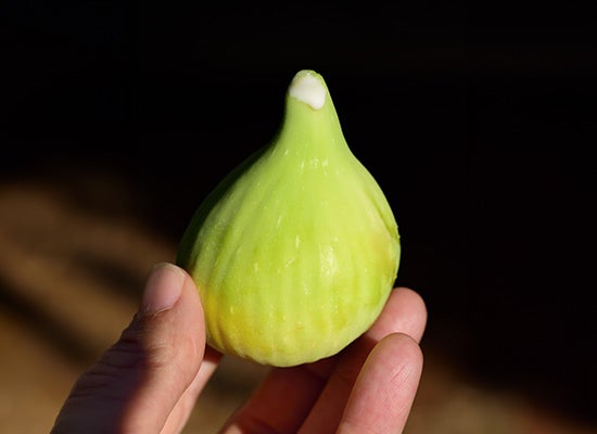  incir sütü